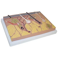 Walter Products Skin Section Model