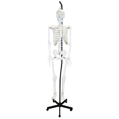 Walter Products Full-Size Human Skeleton Model
