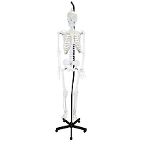 Walter Products Full-Size Human Skeleton Model