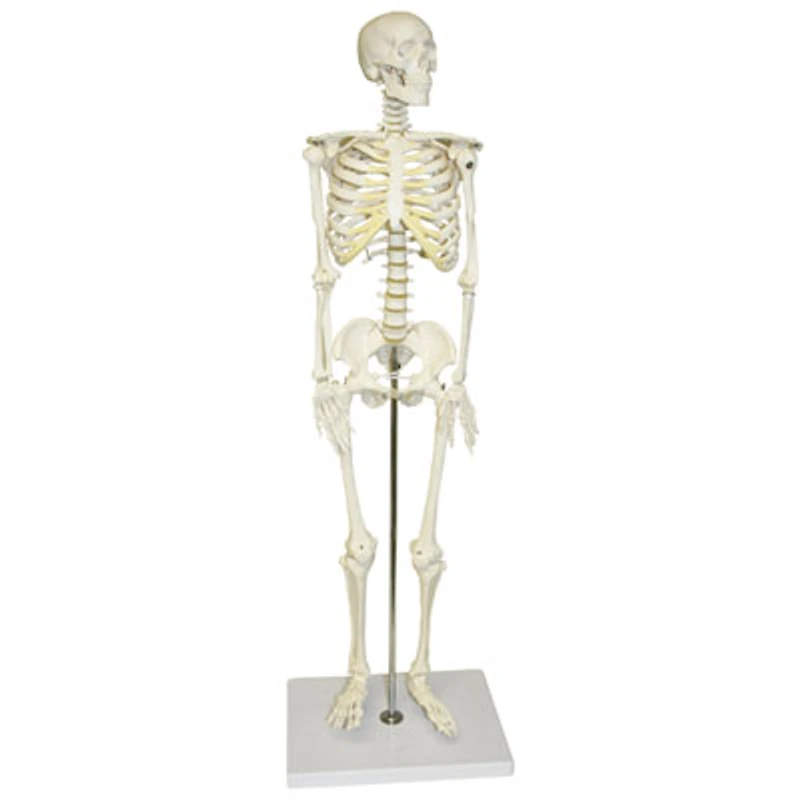 Walter Products Half-Size Human Skeleton Model - 3 Parts
