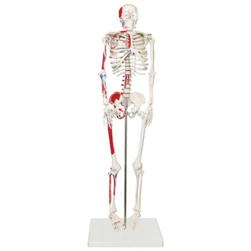 Walter Products Half-Size Human Skeleton Model with Muscles Labeled