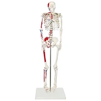 Walter Products Half-Size Human Skeleton Model with Muscles Labeled
