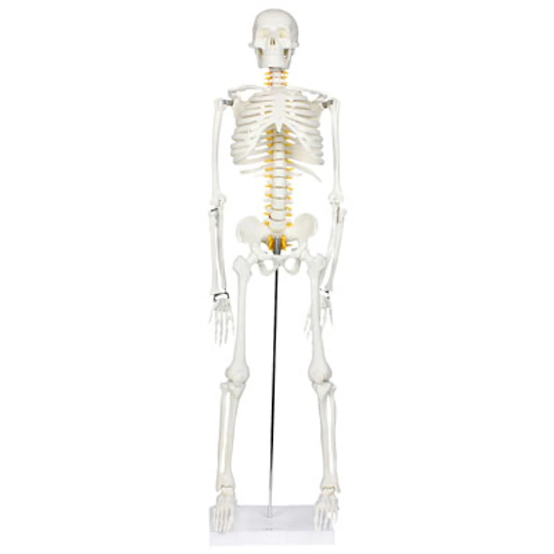Walter Products Half-Size Human Skeleton Model with Nerves Labeled