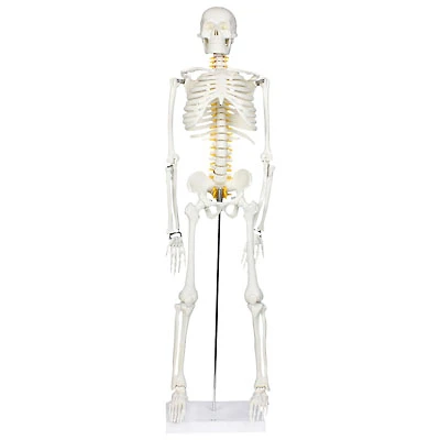 Walter Products Half-Size Human Skeleton Model with Nerves Labeled