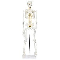 Walter Products Half-Size Human Skeleton Model with Nerves Labeled