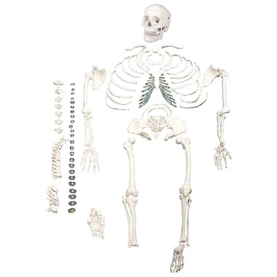 Walter Products Full-Size Disarticulated Human Skeleton Model