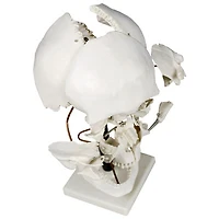 Walter Products 29cm Human Skull Model Set - 22 Pieces