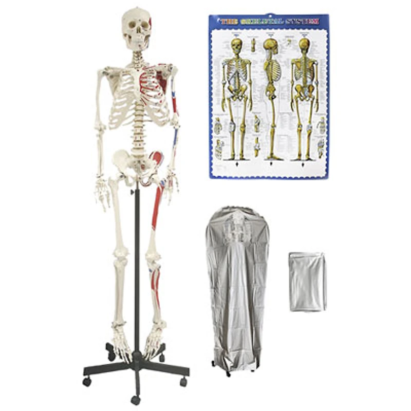 Walter Products 168cm Human Skeleton Model with Muscles