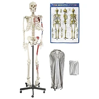 Walter Products 168cm Human Skeleton Model with Muscles