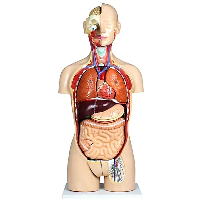 Walter Products 85cm Human Torso Model Set - 27 Pieces