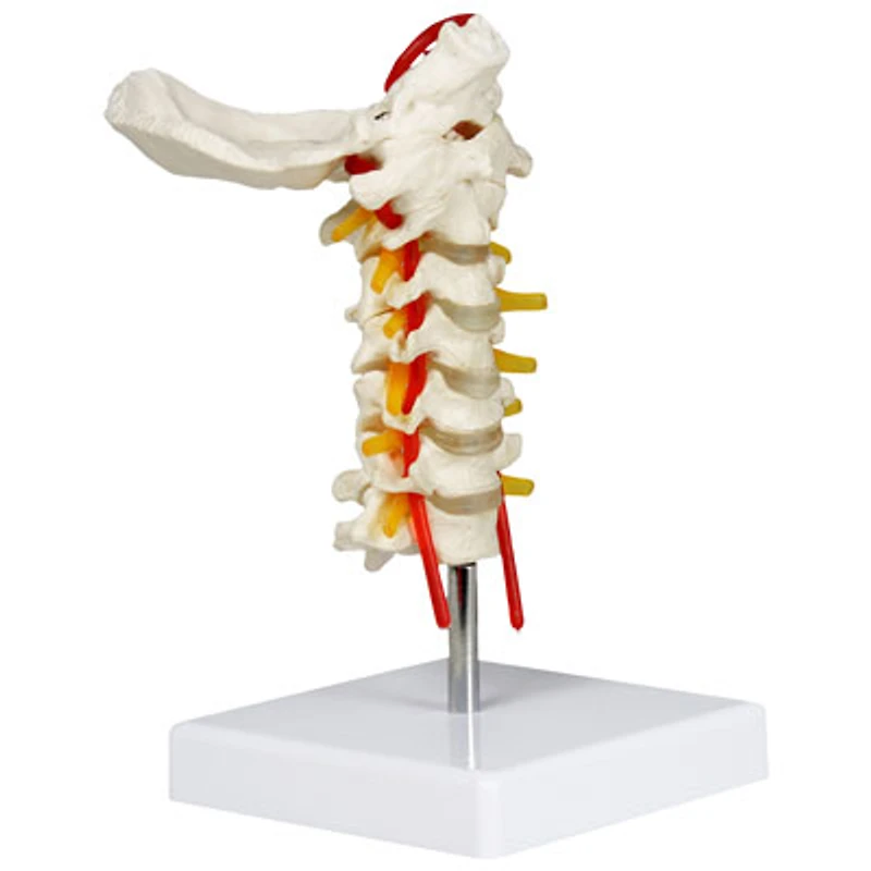 Walter Products 17cm Cervical Column Model