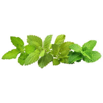 Click & Grow Tea Herb Mix Seed Capsule Refill: Peppermint, Lemon Balm, Holy Basil - 9 Pack