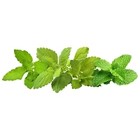 Click & Grow Tea Herb Mix Seed Capsule Refill: Peppermint, Lemon Balm, Holy Basil - 9 Pack