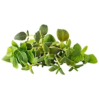 Click & Grow Italian Herb Mix Seed Capsule Refill: Thyme, Dwarf Basil, Marjoram - 9 Pack