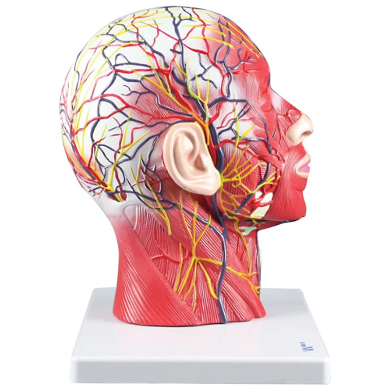 Walter Products Half Head & Neck Model with Musculature