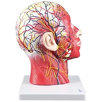 Walter Products Half Head & Neck Model with Musculature