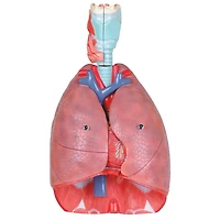Walter Products Human Respiratory System Model