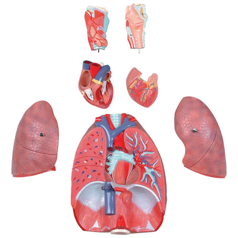 Walter Products Human Respiratory System Model