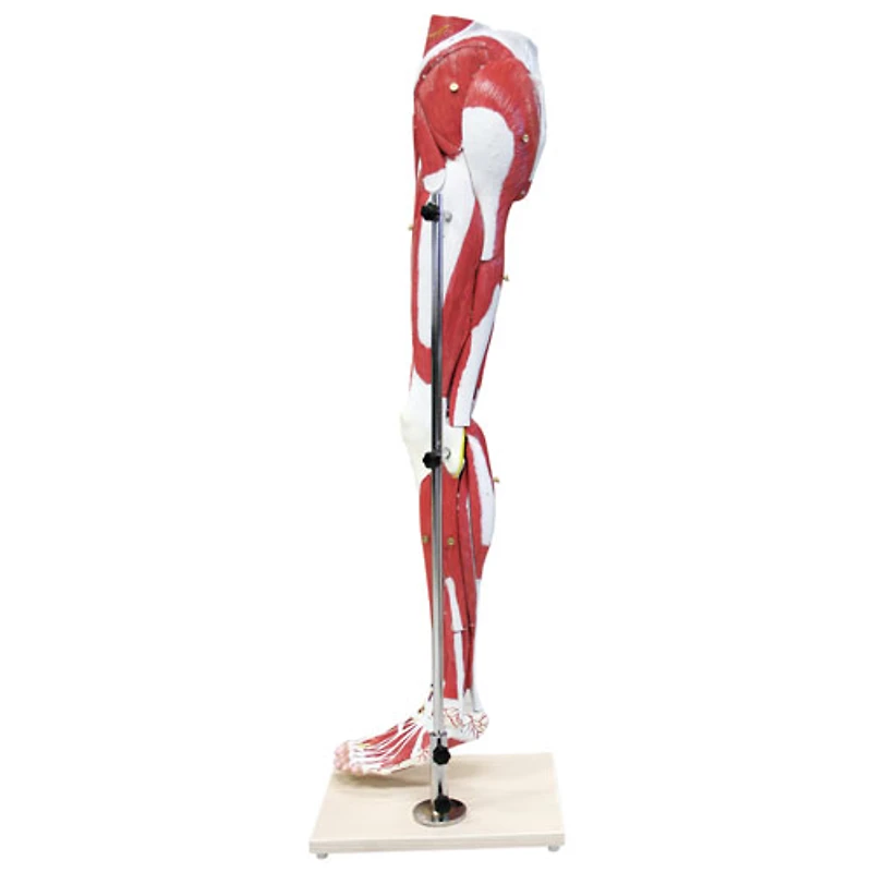 Walter Products Muscles of Human Leg Model