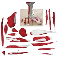 Walter Products Muscles of Human Leg Model