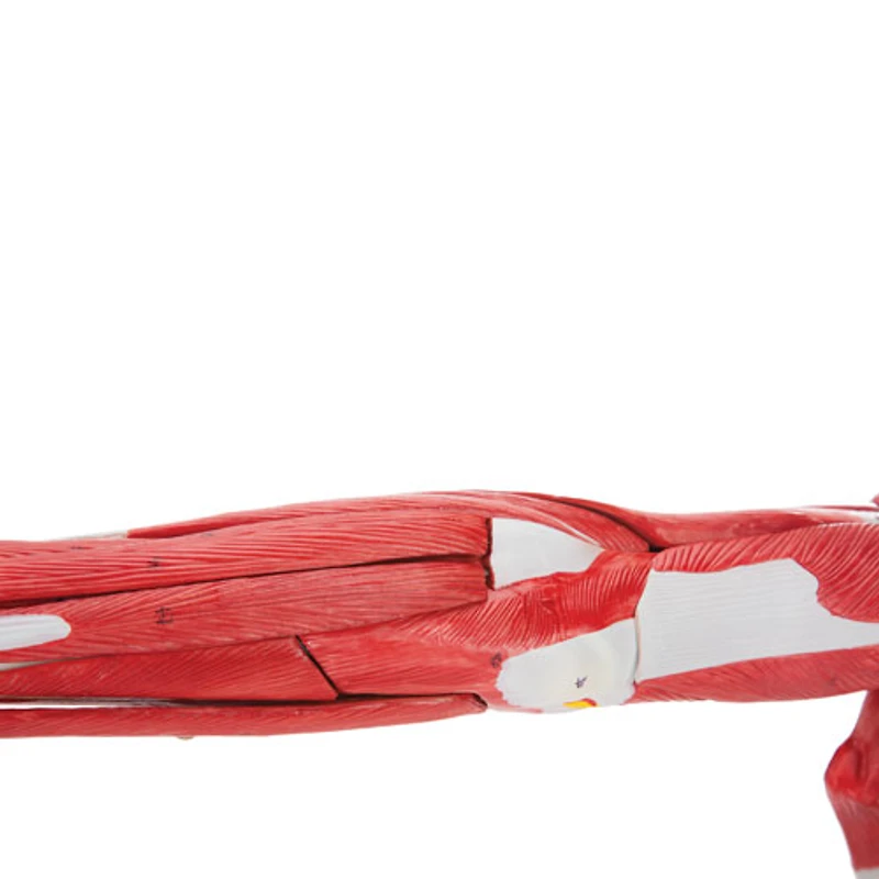 Walter Products Muscles of Human Arm Model