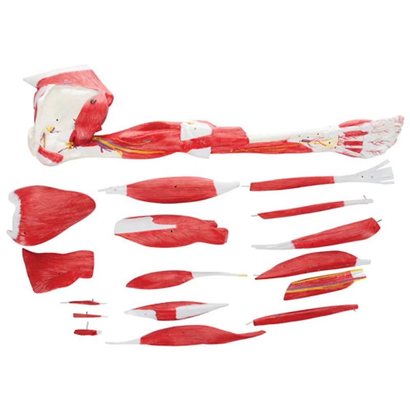 Walter Products Muscles of Human Arm Model