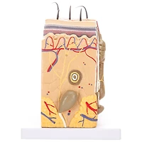 Walter Products Skin Model