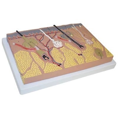 Walter Products Skin Section Model