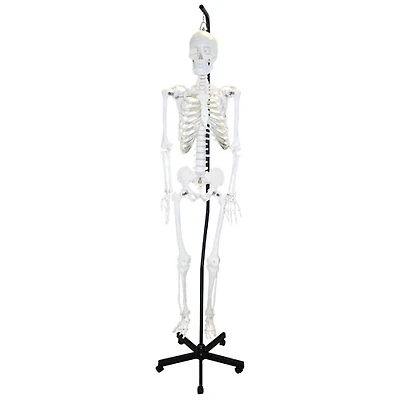 Walter Products Full-Size Human Skeleton Model