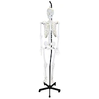 Walter Products Full-Size Human Skeleton Model