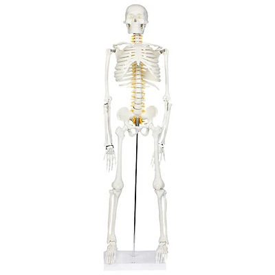 Walter Products Half-Size Human Skeleton Model with Nerves Labeled
