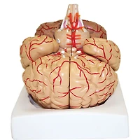 Walter Products 20 x 17 x 14cm Deluxe Brain Model with Arteries