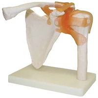 Walter Products Shoulder Joint Model