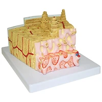 Walter Products Bone Structure Model
