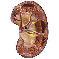 Walter Products Life-Size Kidney Model