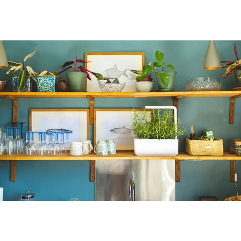 Jardin intérieur intelligent/capsule de basilic de Click & Grow (SGS1US) - Paquet de 3 - Blanc