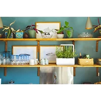 Jardin intérieur intelligent/capsule de basilic de Click & Grow (SGS1US) - Paquet de 3 - Blanc