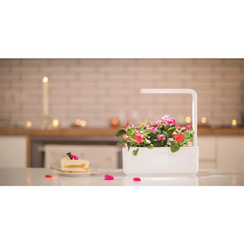 Jardin intérieur intelligent/capsule de basilic de Click & Grow (SGS1US) - Paquet de 3 - Blanc