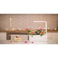 Jardin intérieur intelligent/capsule de basilic de Click & Grow (SGS1US) - Paquet de 3 - Blanc