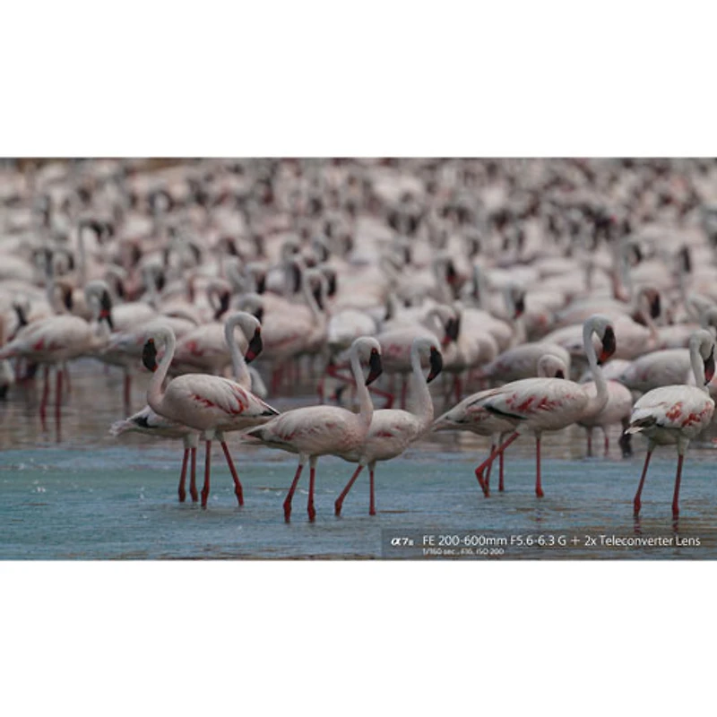 Sony E-Mount Full-Frame FE 200–600mm f/5.6–6.3 OSS Optical SteadyShot Super-Telephoto Zoom G Lens