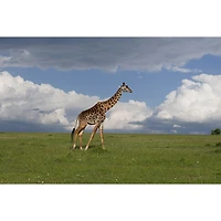 Sony E-Mount APS-C 16-55mm f/2.8 Wide Telephoto Zoom G Lens