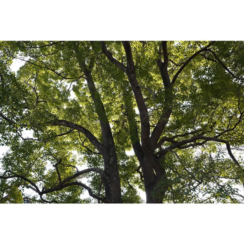 Objectif G motorisé grand-angle à ouverture constante plein format f/4 16-35 mm à monture E FE PZ de Sony (SELP1635G)