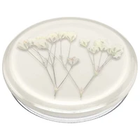 PopSockets PopGrip Universal Cell Phone Expanding Grip & Stand - Pressed Baby's Breath