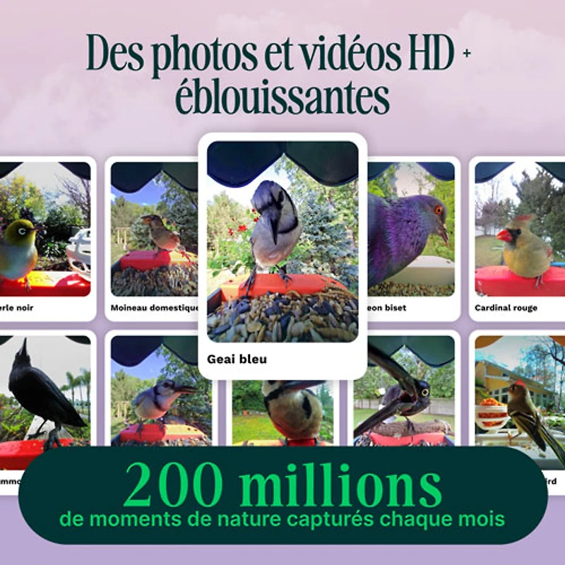 Mangeoire à oiseaux intelligente à énergie solaire Pro avec caméra et extension de perchoir de Bird Buddy - Bleu - Partenaire de détail exclusif