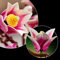 LEGO Botanicals: Magnolia Branches - 435 Pieces (11510)