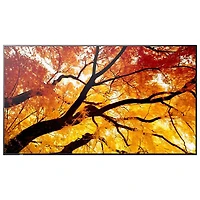 Sharp 32" PN-M Series FHD HDR Commercial Display (PN-M322)