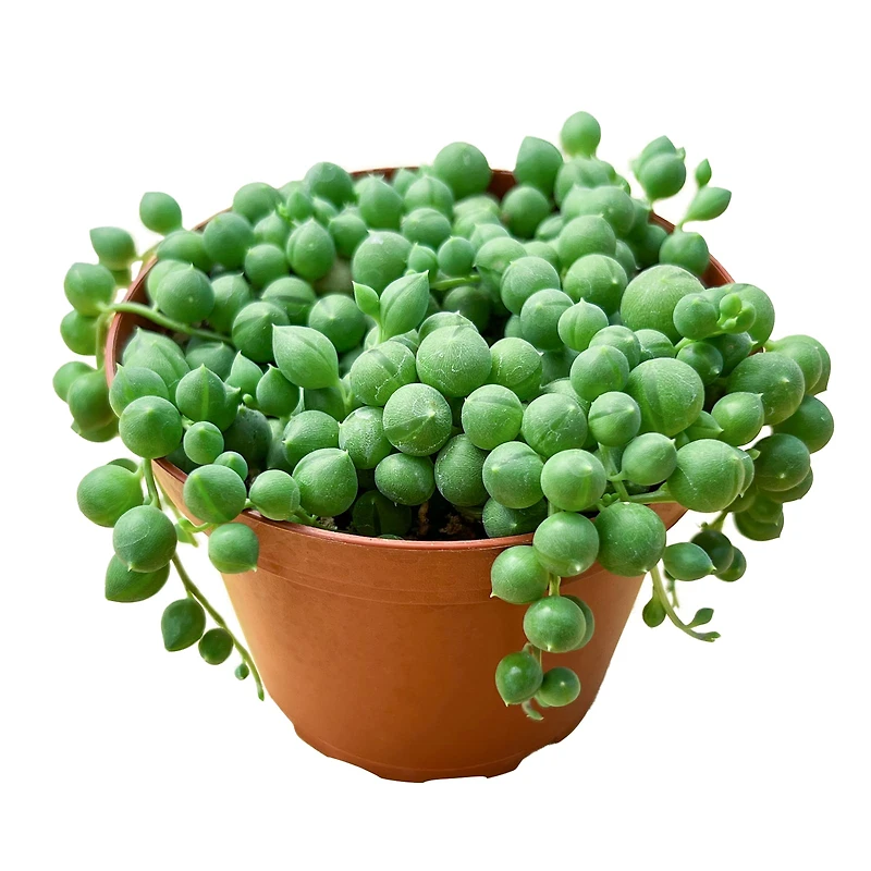 Tropical Foliage [HOUSEPLANT] String Of Pearls - 4 inch | Liberty Center