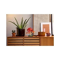 LEGO The Botanical Collection Japanese Red Maple Bonsai Tree 474 Pieces