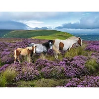 Ravensburger Wild Horses in the Heather Jigsaw Puzzle 2000 Pieces