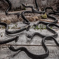 16" Bag of Black Plastic Snakes Halloween Decoration